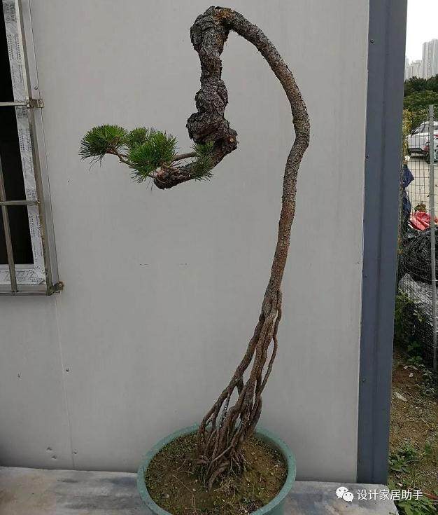 图解 通过拿弯技术 让山松盆景价值翻了5番