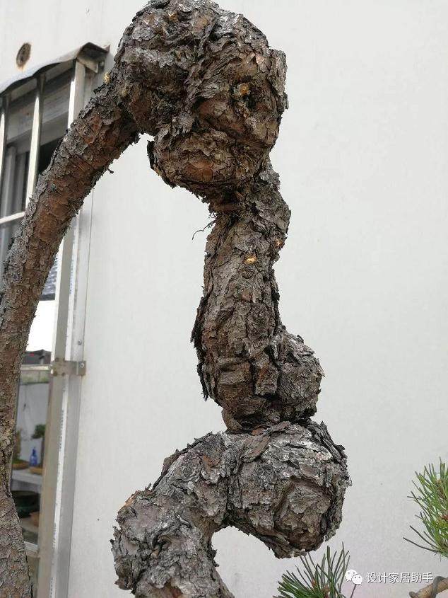 图解 通过拿弯技术 让山松盆景价值翻了5番