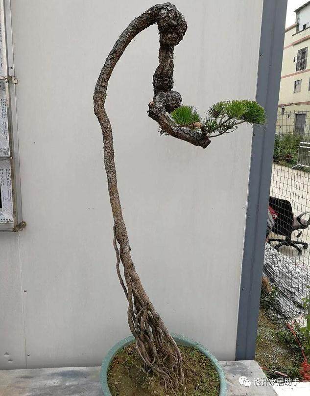 图解 通过拿弯技术 让山松盆景价值翻了5番