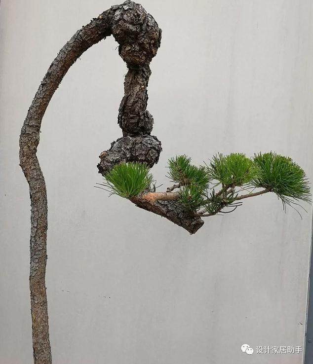 图解 通过拿弯技术 让山松盆景价值翻了5番