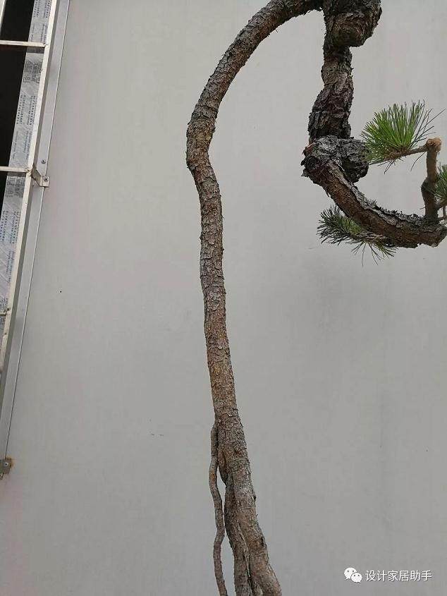 图解 通过拿弯技术 让山松盆景价值翻了5番