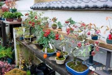 告诉我 您喜欢盆景的理由