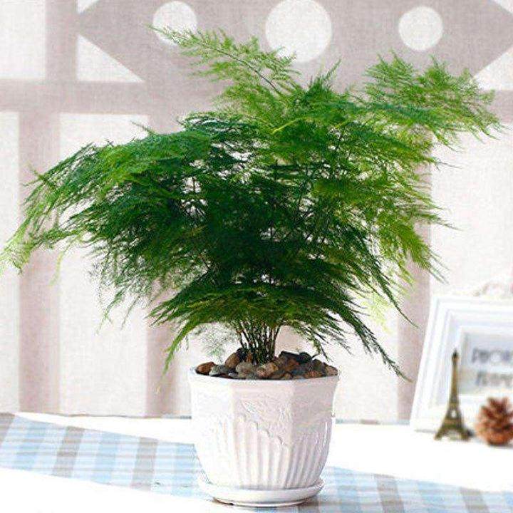 文竹盆景造型有技巧!这3点要掌握