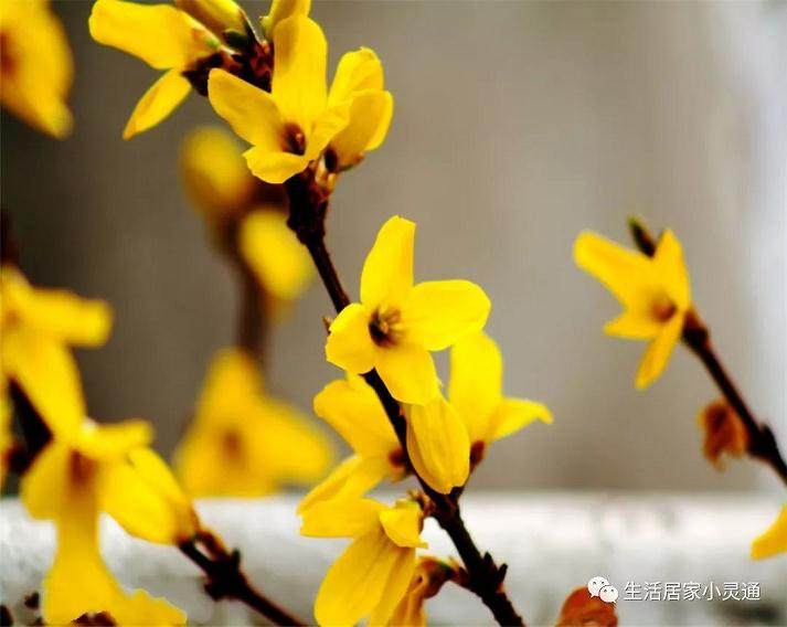 如何做好迎春花盆景的浇水与施肥?