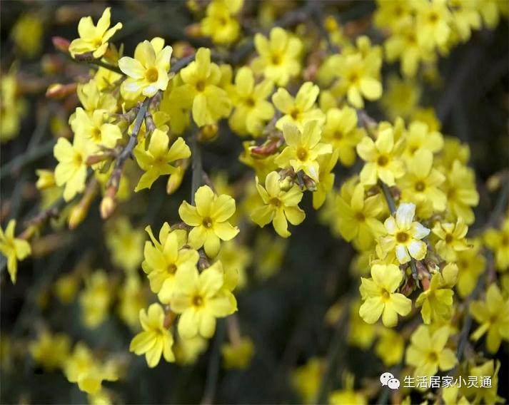 如何做好迎春花盆景的浇水与施肥?