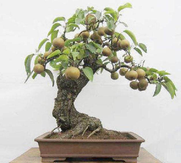 掌握方法 自家梨树也可以制作成盆景