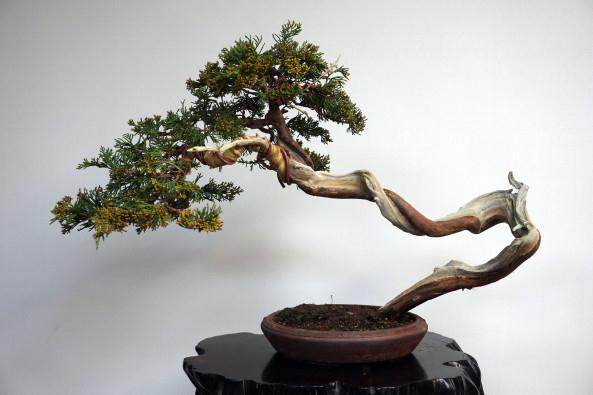 看老外 如何制作杜松盆景的舍利干?