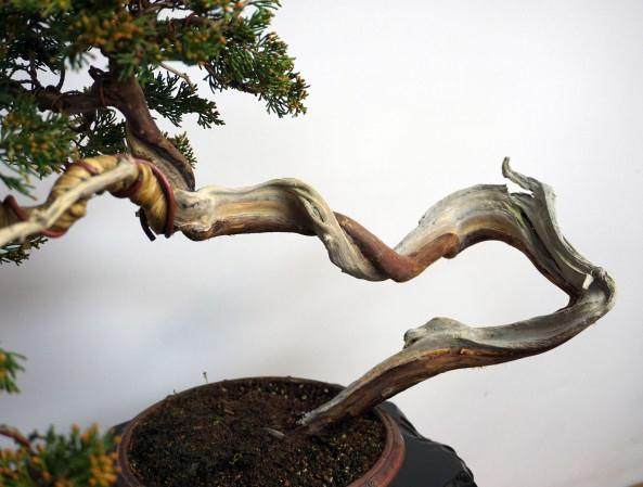 看老外 如何制作杜松盆景的舍利干?