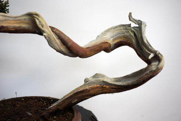 看老外 如何制作杜松盆景的舍利干?