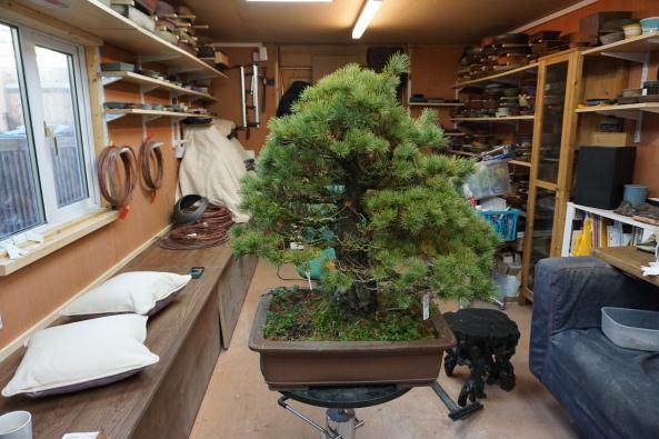 访问日本著名的盆景收藏家 -- 岩崎先生