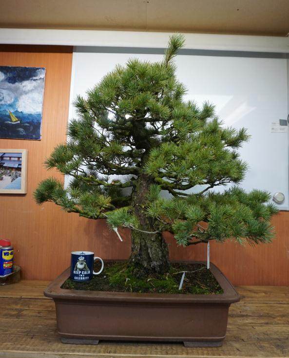 访问日本著名的盆景收藏家 岩崎先生