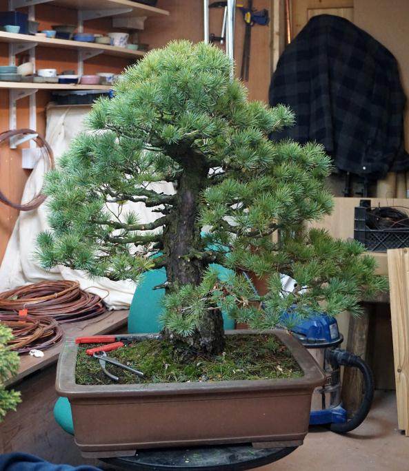 访问日本著名的盆景收藏家 岩崎先生