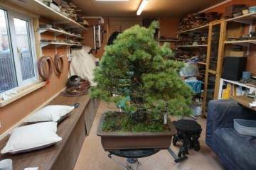 访问日本著名的盆景收藏家  岩崎先生