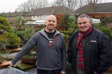 欧洲爱尔兰的盆景艺术家