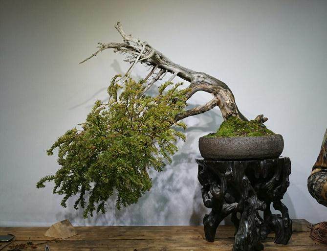 在适当的地方增长 以创造优质的盆景