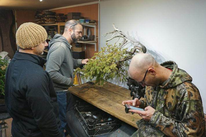 在适当的地方增长 以创造优质的盆景