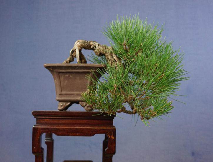 请欣赏日本的小品黑松盆景