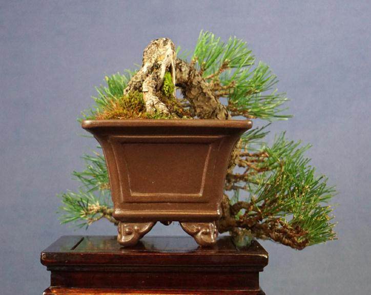 请欣赏：日本的小品黑松盆景