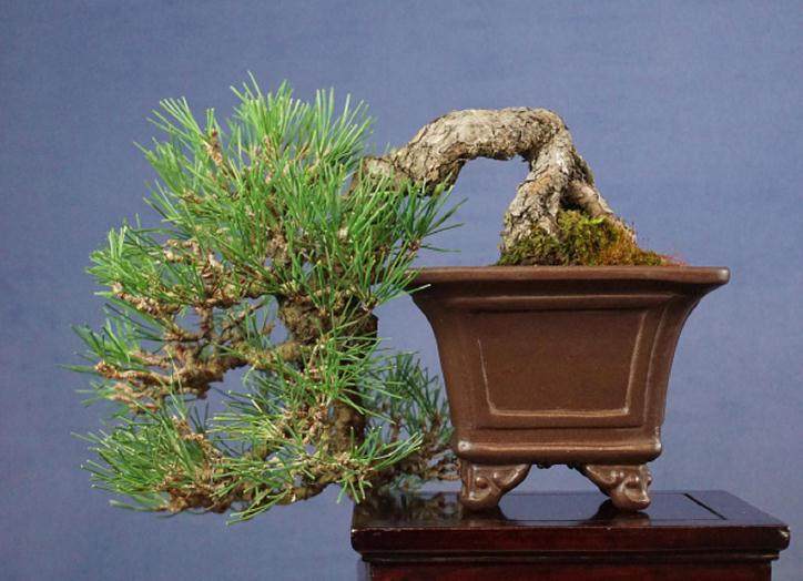 请欣赏：日本的小品黑松盆景