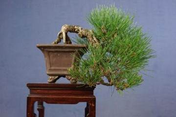 请欣赏日本的小品黑松盆景