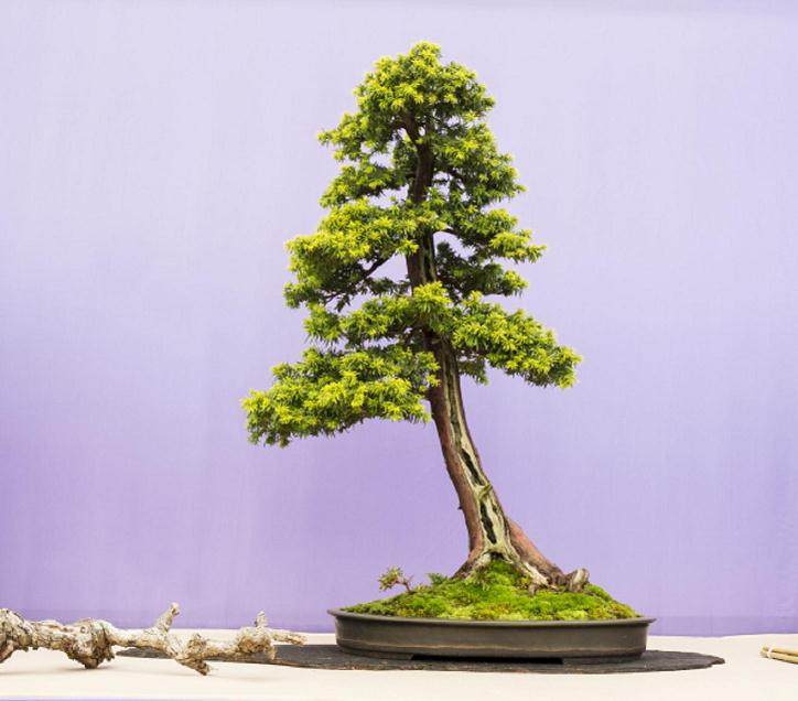 北爱尔兰盆景协会盆景30展览会