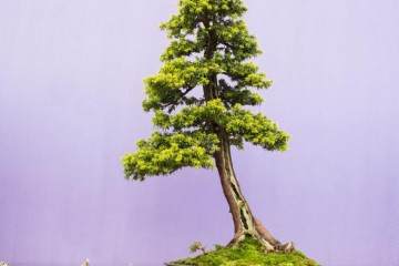 北爱尔兰盆景协会盆景30展览会