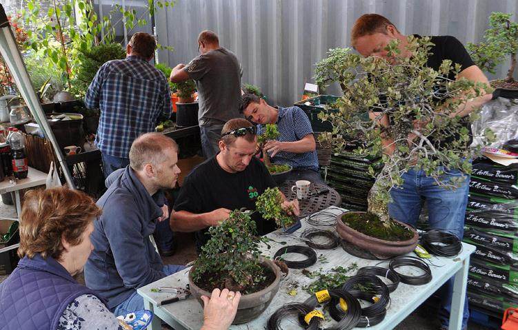 我们正式庆祝爱尔兰盆景俱乐部成立30周年