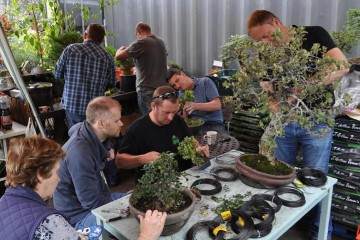 我们正式庆祝爱尔兰盆景俱乐部成立30周年