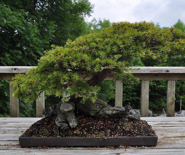 爱尔兰盆景俱乐部30周年展览会