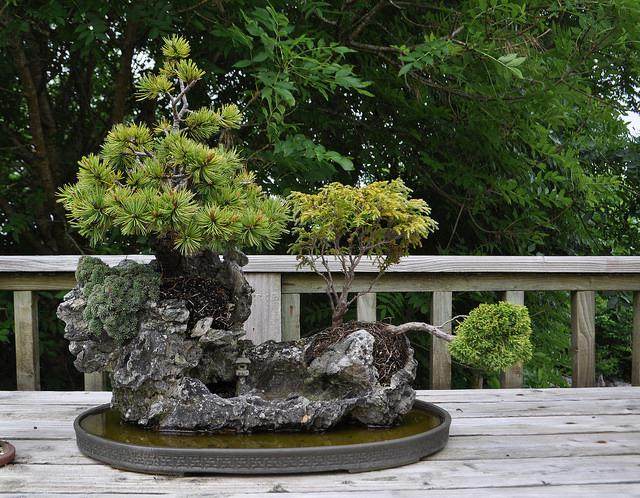 爱尔兰盆景俱乐部30周年展览会