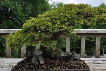 爱尔兰盆景俱乐部30周年展览会