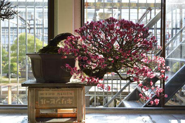 盆景中有这个在线学习概念的地方吗?