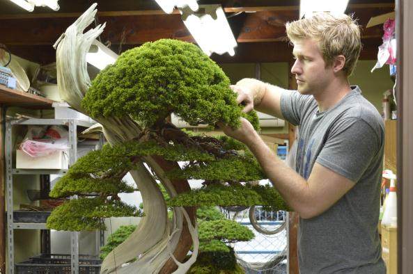 盆景中有这个在线学习概念的地方吗?