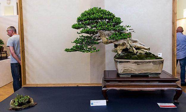 全力支持英国盆景的行业发展