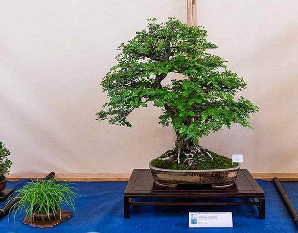 全力支持英国盆景的行业发展