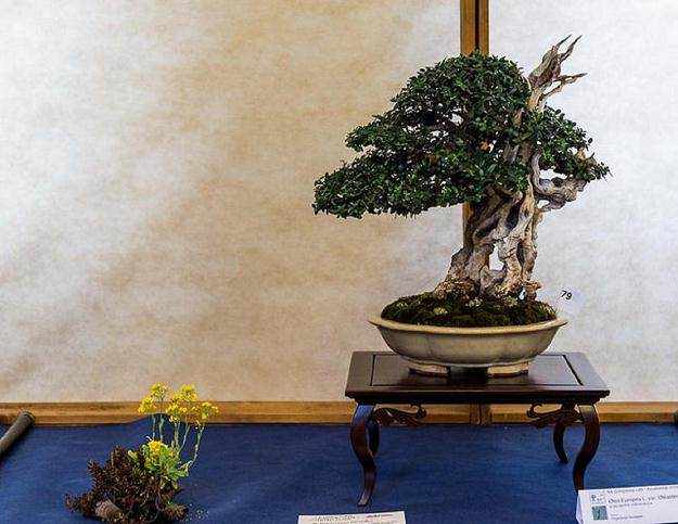 全力支持英国盆景的行业发展