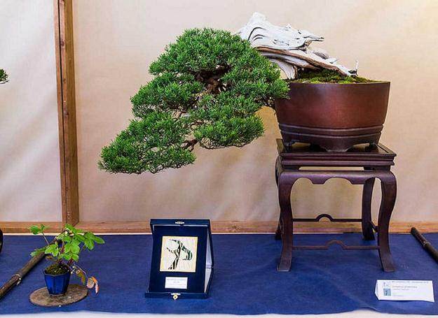 全力支持英国盆景的行业发展