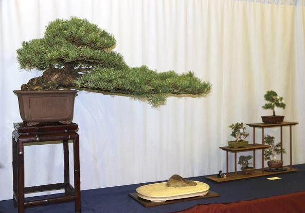 2018年 第43届纽约上州盆景展