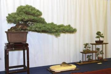 2018年 第43届纽约上州盆景展