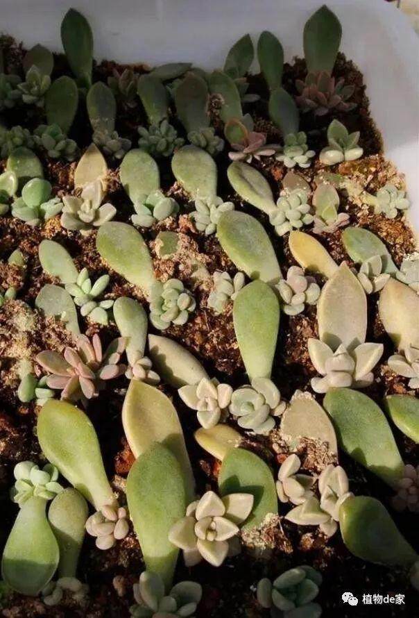 多肉叶插出苗后 这5步少一步都不行!