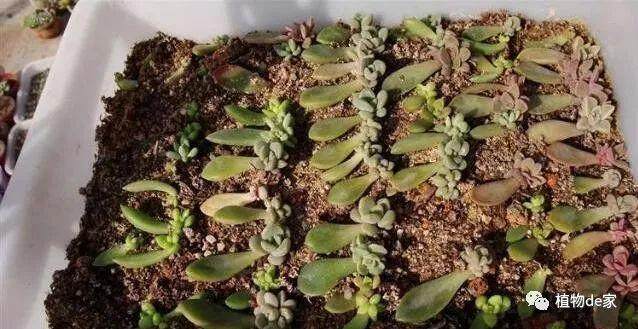 多肉叶插出苗后 这5步少一步都不行!