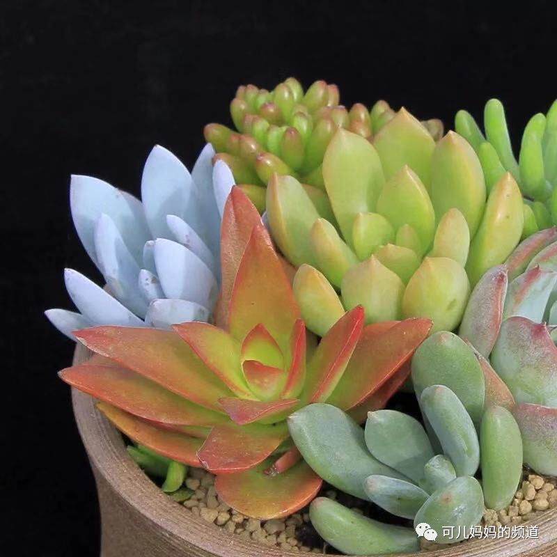 多肉君，给生命一个机会 我们做了 你们加油啊！