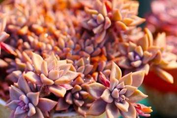 多肉君 给生命一个机会 我们做了 你们加油啊