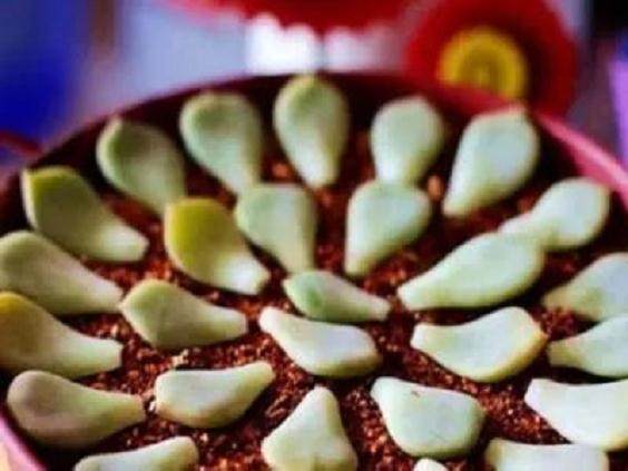 多肉出锦有什么秘诀吗?哪种多肉最容易出锦