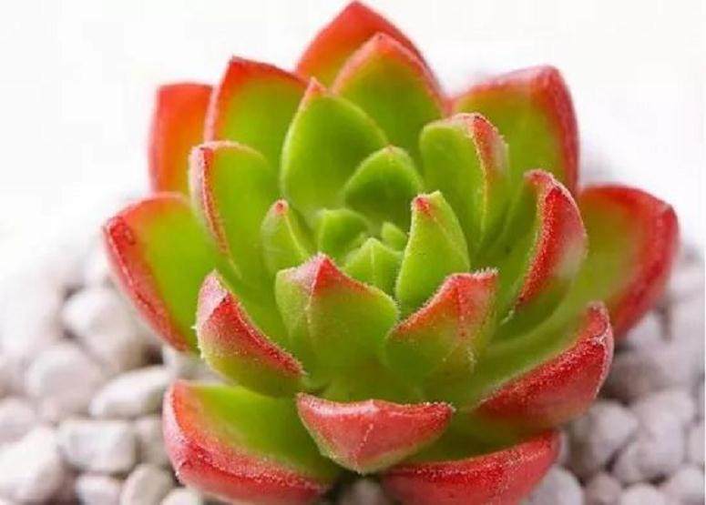 多肉出锦有什么秘诀吗?哪种多肉最容易出锦