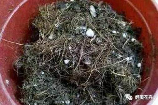 多肉红椎莲的简单养法!