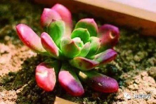 多肉红椎莲的简单养法!