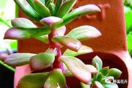 多肉红椎莲的简单养法!