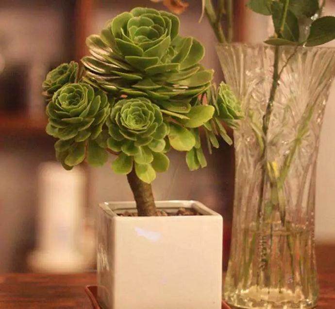 多肉玉龙观音怎么养护的方法 图片