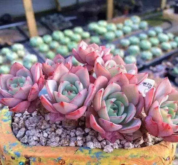 多肉盆景这么养才好看!